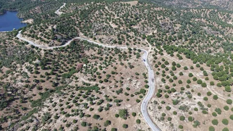 Aydın'da Fıstıkçamı Kozalak Vermeye Başladı