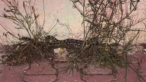 Burdur'da Yılan Yakalandı