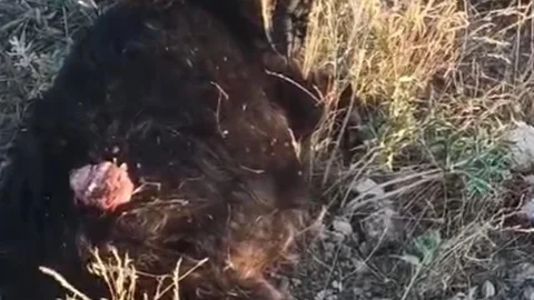 Konya'da Sokak Köpekleri Keçiye Saldırdı