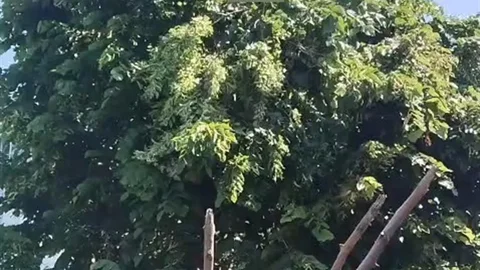 Rize'de Ihlamur Toplama Faciası