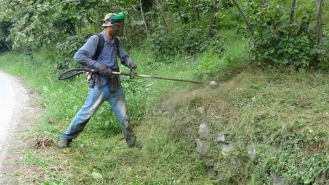 Giresun'da Fındık Bahçelerinde Ot Temizliği Zorluğu