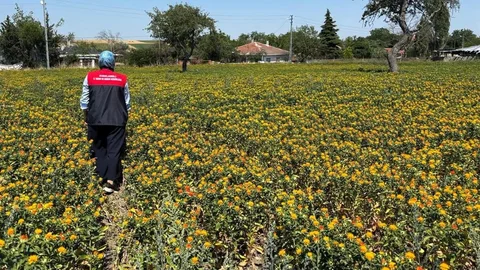 Kırklareli'nde Aspir Kontrolleri Yapıldı