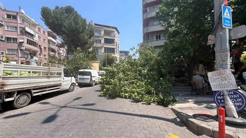 Aydın'da Devrilen Ağaç Kazaya Neden Oldu