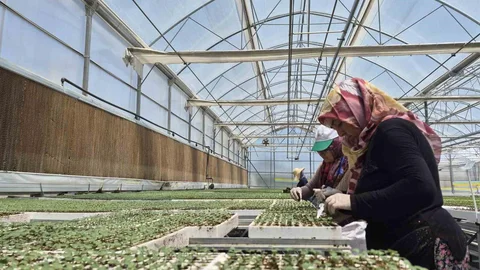 Eskişehir'de Jeotermal Fide Üretimi