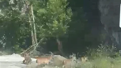 Malatya'da Yaban Keçileri Görüntülendi