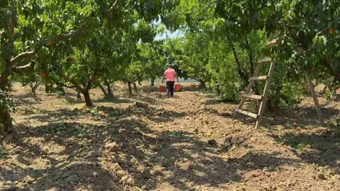 Bursa'da Şeftali Hasadı Başladı