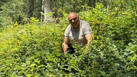 Düzce'de Orman Bakım Çalışmaları Devam Ediyor