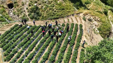 Siirt'te Çilek Hasadı Gerçekleşti