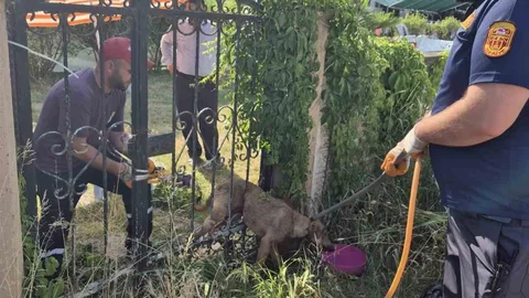 Düzce'de Sıkışan Köpek Kurtarıldı