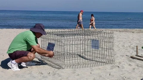 Aydın'da Caretta Caretta Yuvaya Koruma