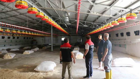 Erzincan'da Broiler İşletmesi İncelemesi