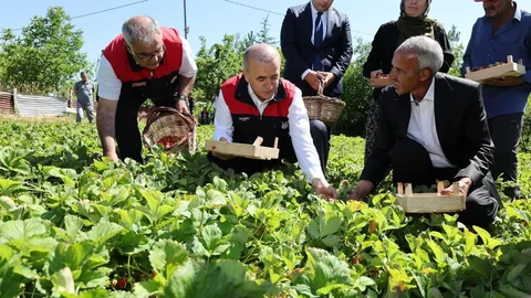 Elazığ'da Çilek Hasadı Yapıldı