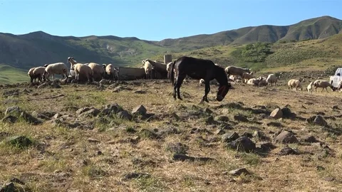 Tunceli'de Yaylacılık Ücreti Belirlendi