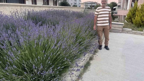 Kırşehir'de Cami Bahçesi Lavantalarla Renklendi