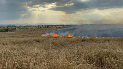 Edirne'de Buğday Tarlasında Yangın Çıktı