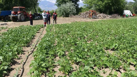 Erzincan'da Işıl-24 Kuru Fasulyesi Üretimi Devam Ediyor