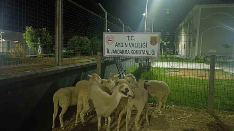 Aydın Koçarlı'da Koyun Hırsızlığı