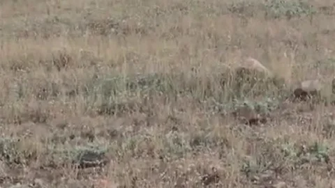 Gercüş'te Yaban Domuzu Sürüsü Görüntülendi