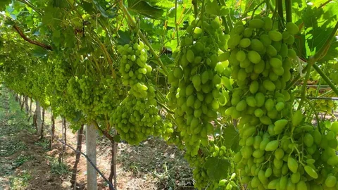 Manisa'da Bağ Üreticilerine Uyarılar