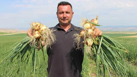 Amasya'da Soğan Fiyatları Düşük Kalıyor
