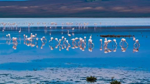 Düden Gölü'nde Flamingolar Renkli Görüntüler Oluşturdu