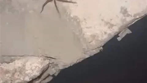 Elazığ'da Zehirli Örümcek Görüntülendi