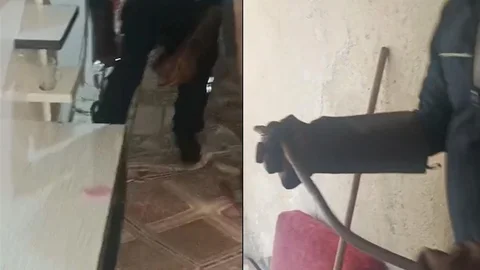 Hakkari'de Yılan Paniği Yaşandı