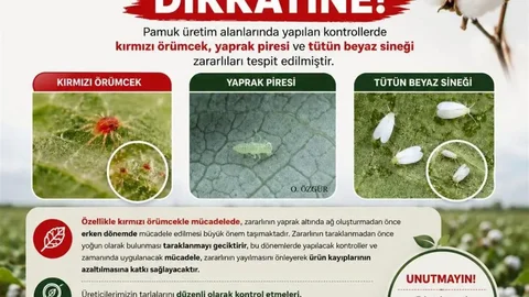 Aydın'da Pamuk Üreticilerine Uyarı Geldi