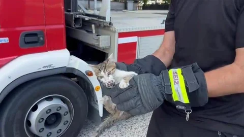 Düzce'de Ağaçta Mahsur Kalan Kedi Kurtarıldı