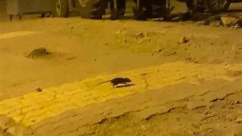 Lağım Fareleri Adıyaman'da Endişe Veriyor