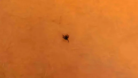 İnegöl'de Kene Alarmı