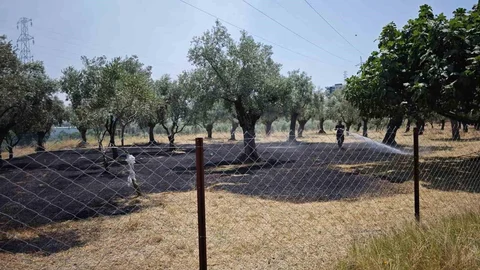 Nazilli'de Zeytinlik Yangını Söndürüldü