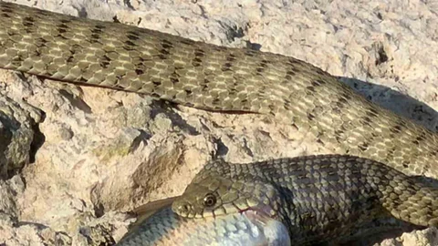 Elazığ'da Yılanın Balık Avı Görüntülendi