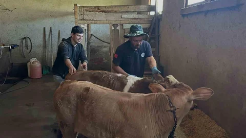 Bayburt’ta Buzağı Küpeleme Çalışmaları Tamamlandı