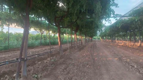 Sarıgöl'de Kaliteli Üzüm Üretimi Devam Ediyor