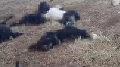 Bitlis'te Yıldırım Faciası Yaşandı