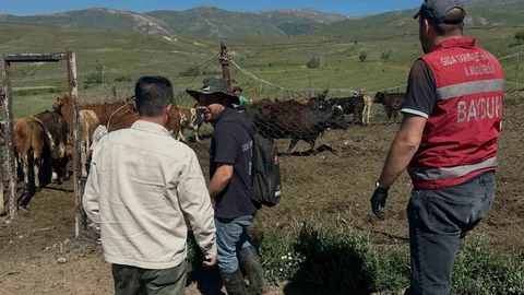 Aydıntepe'de 15 İthal Angus Düve Teslimatı