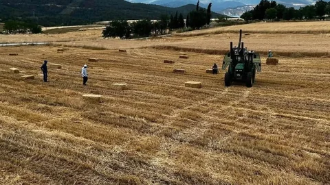 Sinop'ta İlk Buğday Hasadı Yapıldı