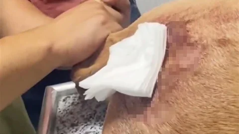 Şırnak'ta Yaban Keçisi Avı Cezası
