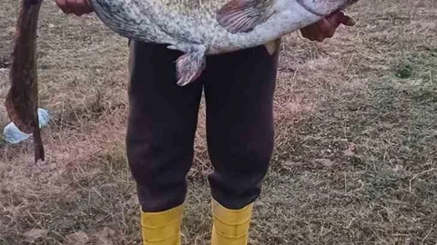 Kırklareli'nde Dev Yayın Balığı Yakalandı