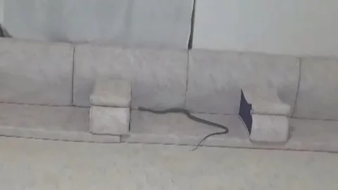 Hakkari'de Yılan Panik Yarattı