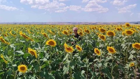 Tekirdağ'da Anıza Ekim Avantajı
