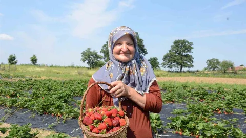 Bilecik'te Çilek Üretimi Artıyor