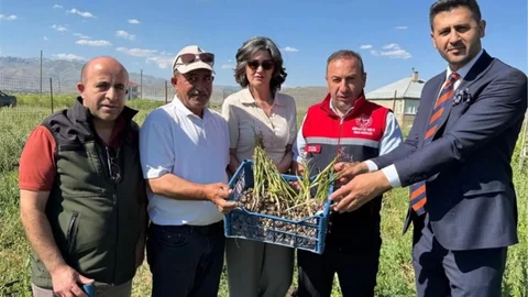 Yüksekova'da Salep Hasadı Başladı