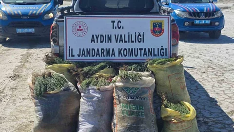Aydın'da İzinsiz Bitki Toplama Operasyonu
