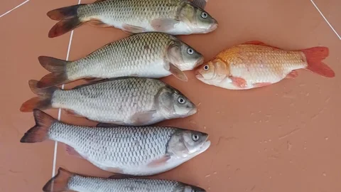 Sivas'ta Balık Tutma Heyecanı