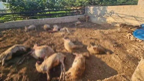 Mersin'de Kurt Saldırısı 29 Koyunu Telef Etti