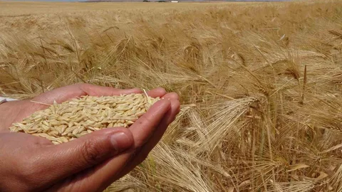 Yozgat'ta Arpa Hasadı Başladı