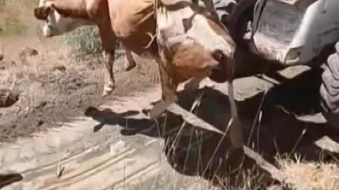Elazığ'da Uçurumdan Düşen İnek Kurtarıldı