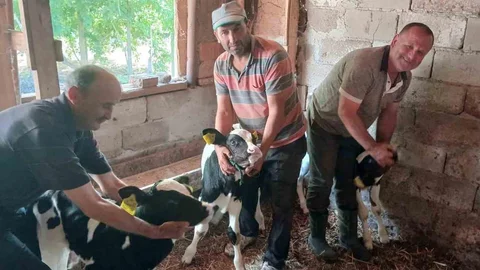 Edirne'de Üçüz Buzağı Sevinci